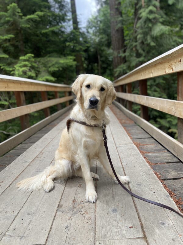 Genesis, a long coated, yellow Labrador, Golden cross, is sitting on a wood bridge with tall, green Douglas fir trees in the background. She is looking at the camera with an adorable, small head tilt and wearing her harness.