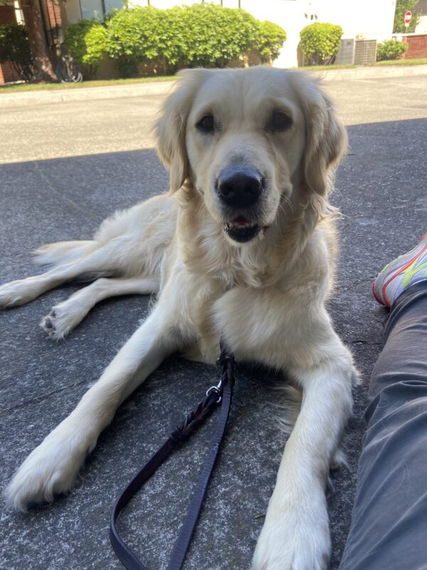 Genesis is laying in between her handler's legs, relaxing after a route. She is facing her handler and has an express of 
