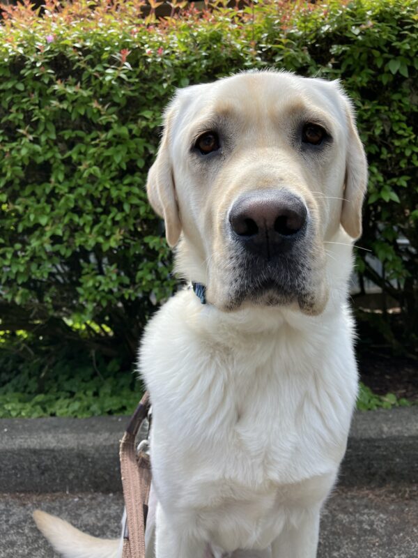 Handsome Yellow Labrador Retriever Briggs is sitting in front of green bushes. He is looking directly at the camera with his large dark eyes.