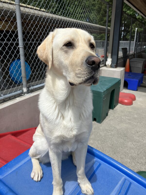 Handsome Yellow Labrador Retriever Briggs is sitting on a blue play structure in the community play yard. He is gazing off to the side of the camera.