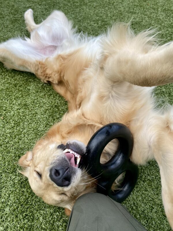 Keystone, an adorable fluffy LGX is laying on his back, belly up with his front legs reaching towards the sky. His eyes are closed and a figure 8 toy is laying near his slightly agape mouth. He looks joyful as he plays with a staff member.