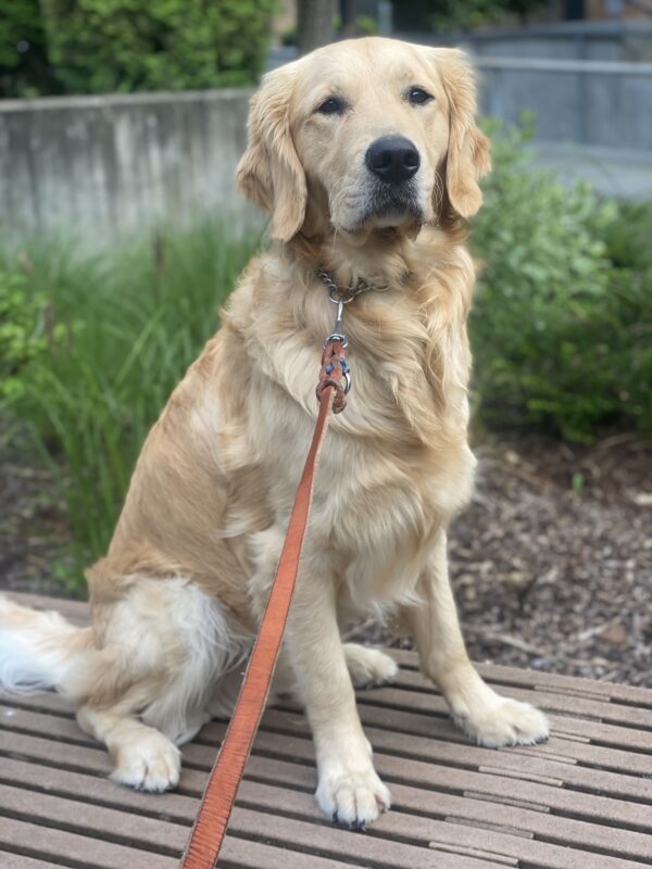 Keystone, an adorable fluffy LGX is sitting on a bench on the Oregon campus. Behind him is some green foliage. He stares deeply into the camera with his dark eyes, hoping for a snack.