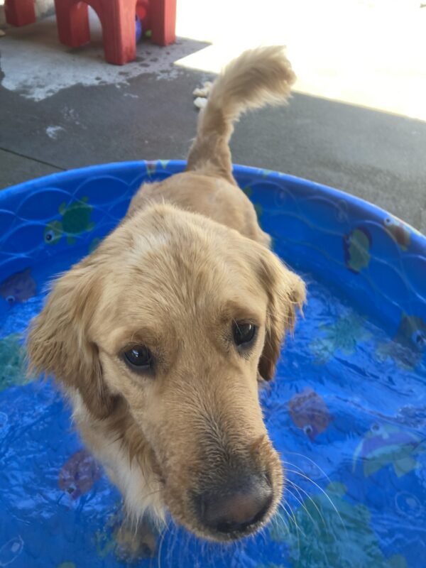 Lager is standing in the pool in community run, facing the camera.