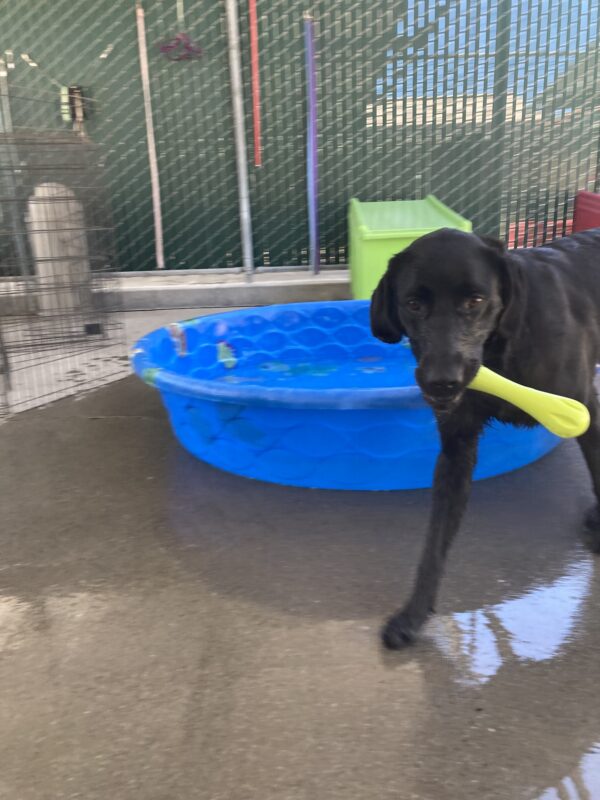 Tawny is running towards the camera in community run with the pool in the background and she’s holding a green rubber toy.