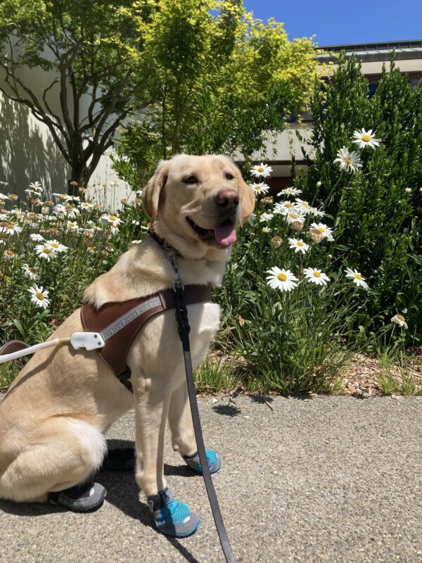 Kelly sits in harness and in her booties in front of some white flowers