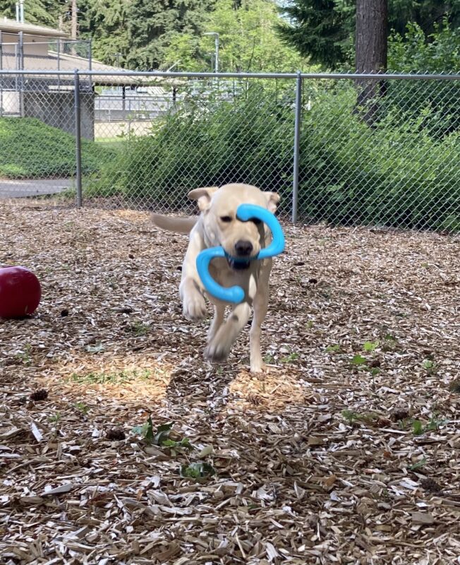 Westa running towards the camera with a blue toy in her mouth.