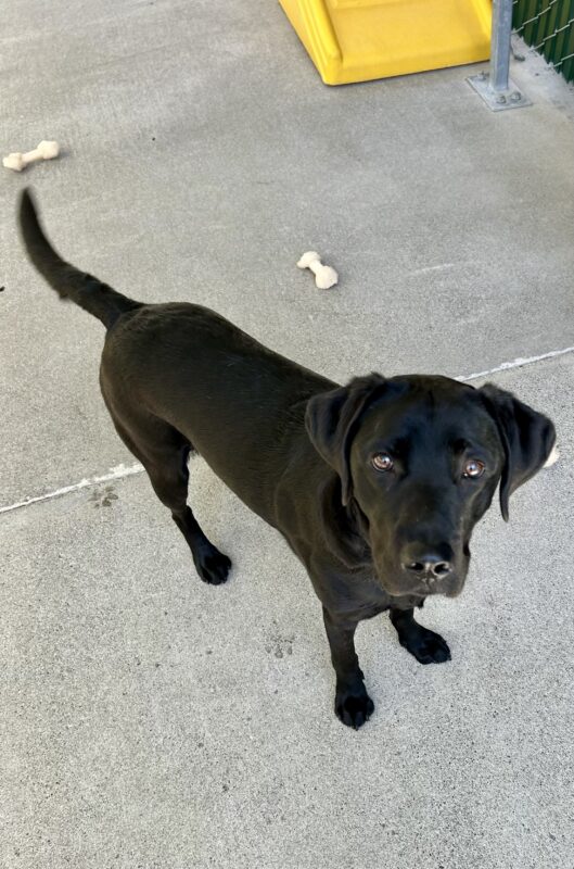 Regina, a black Labrador Retriever, is playing in community run. She is looking into the camera with her soft eyes. A yellow play structure and nylabones are visible behind her.