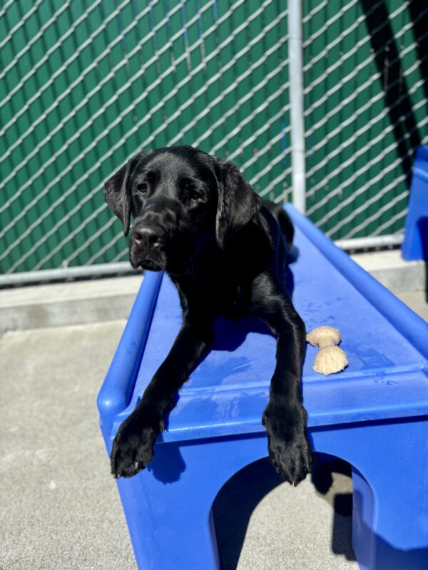 <p>P. J. is laying on a blue play structure in community run. He has a nylabone next to him and he is looking into the camera.</p>