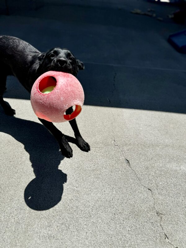 Heiress, a black Labrador Retriever, is running in community run. She is mid-run and is holding a red jolly ball in her mouth.