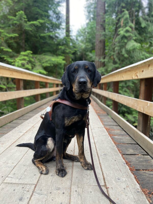 <p>Techno, a male brindle black lab, sits on a wooden pedestrian bridge in his GDB harness. The bridge spans across an off-camera gap in a dense, green forest here in Oregon.</p>