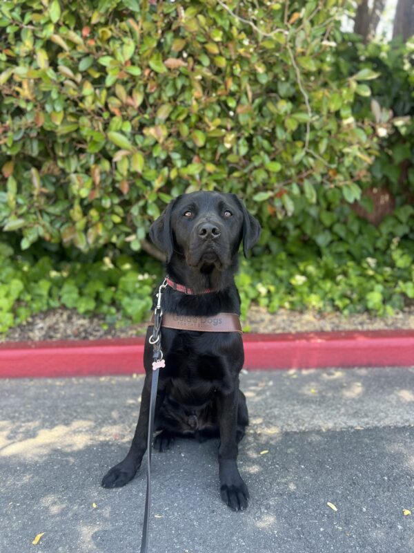Shamrock sits in harness looking at the camera. Behind him is a bright green bush.