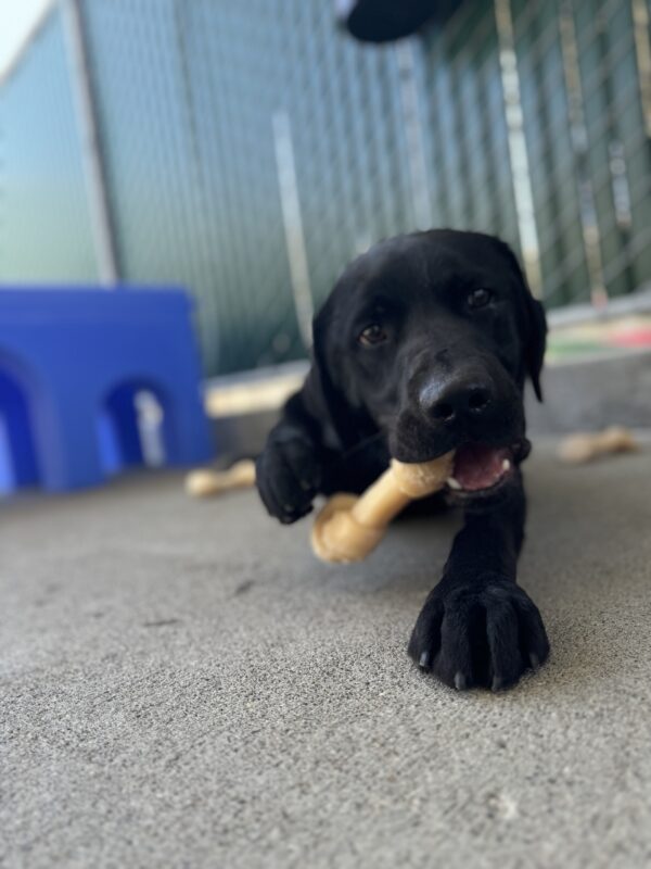 Shamrock is laying in community run chewing on a bone. The camera is lowered to Shamrock’s level. His paw is slightly up holding the bone while he is chewing.