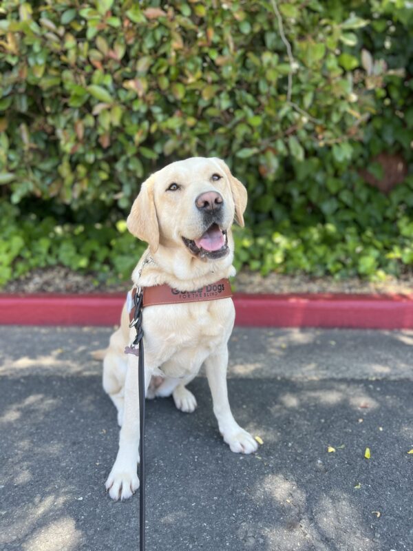 Palm sits in harness looking at the camera with her mouth open. Her head is slightly tilted to the side.