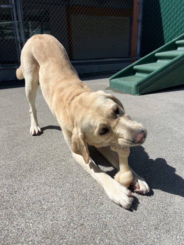 Palm chews on a bone during community run. Her front legs are on the ground and her hind end is standing up. Her head is slightly tilted while chewing on a bone.