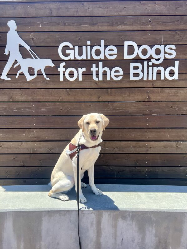 Bidwell sits in harness looking at the camera. Behind him is a wooden background with the Guide Dogs for the Blind logo.