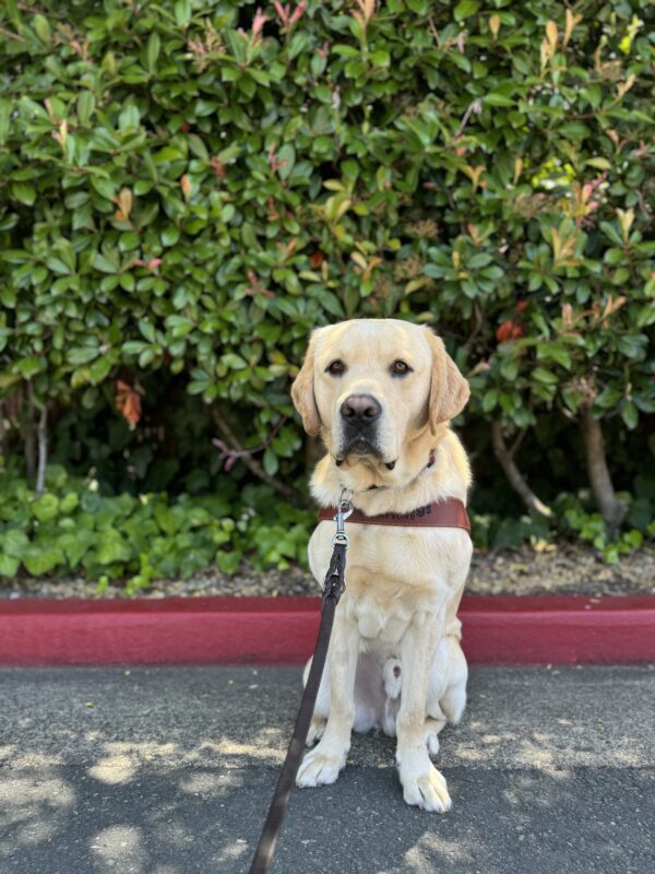 Photo is of yellow lab male Barrett sitting in harness in front of a red curb and large green bushes
