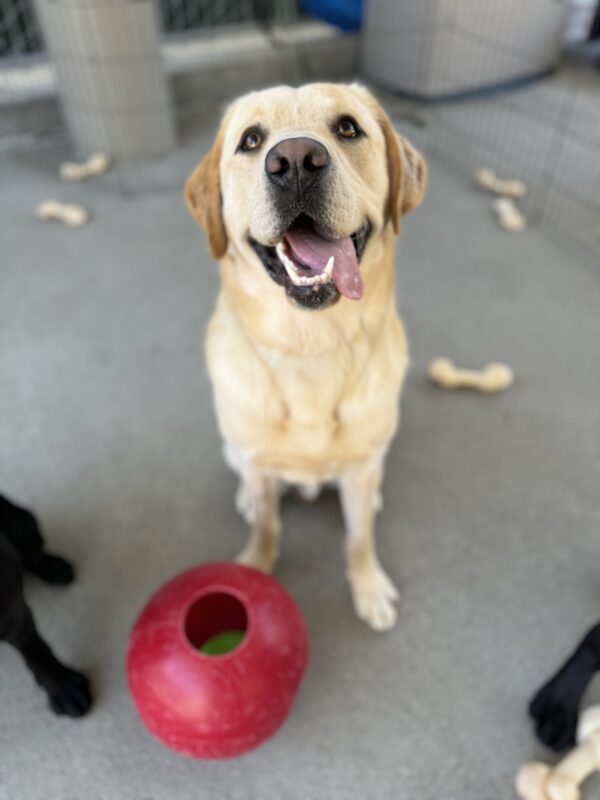 Photo is of Barrett sitting in community run with his tongue out of the side of his mouth and a red jolly ball at his feet
