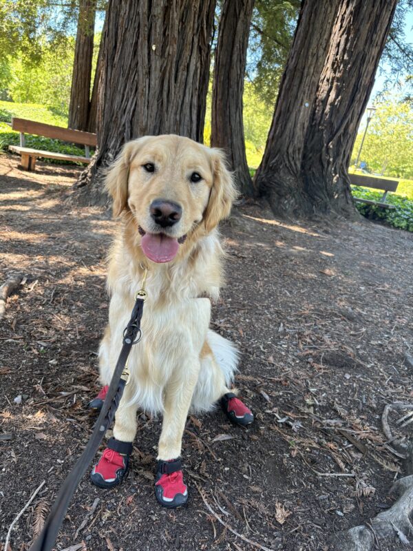 Gerard sits near some redwood trees. He is wearing his harness and all 4 red booties.