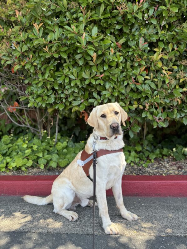Photo is of yellow lab Emmett sitting in harness in front of a red curb and large green bushes