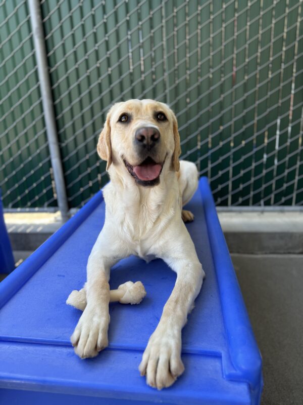 Photo is of Emmett laying down on a blue play structure in community run with a bone between his legs