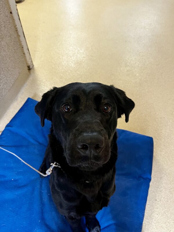Maizie, a black Labrador Retriever, is sitting on a blue dog bed. She is staring softly into the camera.