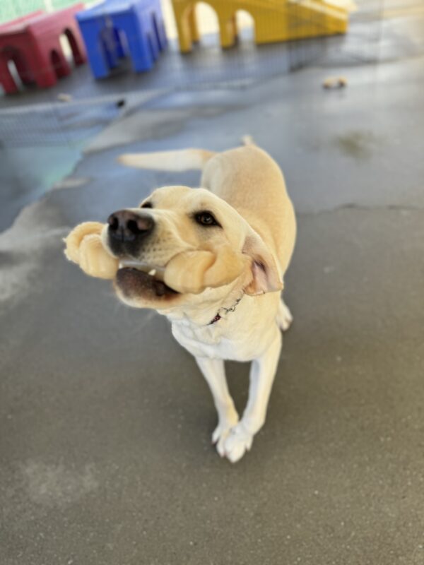 Photo is of Rhonda walking toward the camera in community run while holding a bone
