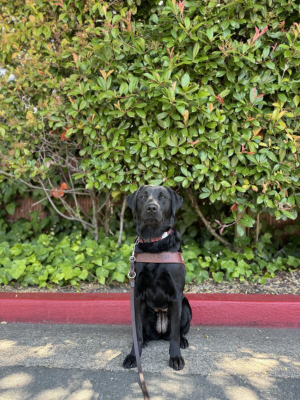 Photo is of black lab female Hallmark sitting in harness in front of a red curb and large green bushes