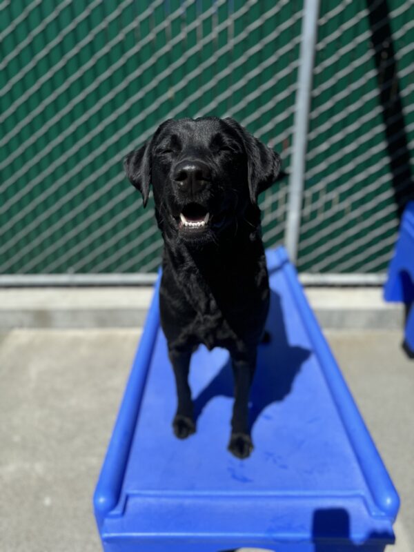 Photo is of Hallmark standing on a blue play structure in community run smiling at the camera with her eyes closed