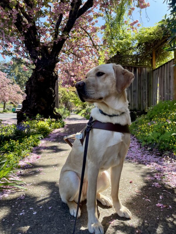Kylie sits in harness, looking to the left of the camera. Dappled in sunlight behind her is a large cherry tree in full bloom, spreading pink blossoms over the sidewalk.