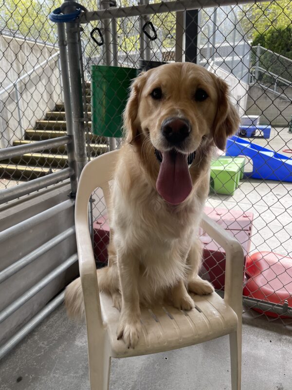 Gilmore sits in a plastic lawn chair in Community Run, with several colorful play structures in the background. He is looking at the camera and smiling, with his tongue hanging way out of his mouth.