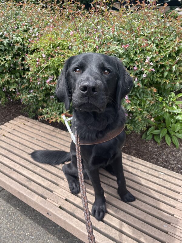 Nobu (a black Labrador/Golden Retriever cross) sits on a bench and looks up at the camera. He is wearing a guide dog harness and behind him is a bush with small pink flowers.