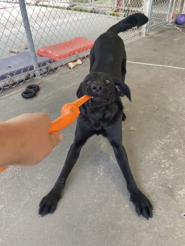 Nobu playing in community run on the Oregon campus. The person holding the camera is holding one side of the orange rubber tug toy with Nobu holding the other end. His front legs are splayed out and his hind end is up in the air as he tugs with all his might.