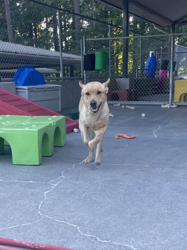 Nerissa playing in community run on the Oregon campus. She is running towards the camera with her ears flying up and her mouth open. Around her is colorful play equipment and nylabones.