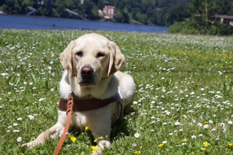 Eldon is wearing his harness and laying in grass field that is growing white and yellow flowers.