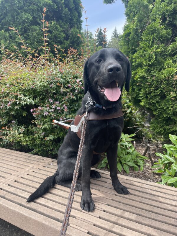 Delgado (a black Labrador Retriever) sits on a bench and looks towards the camera. He is wearing a guide dog harness and in the background are some green bushes and a patch of blue sky.