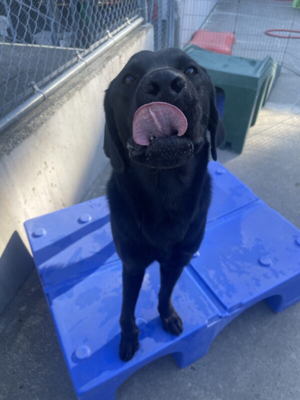 Delgado in community run on the Oregon campus. He is standing on a piece of play equipment and looking up towards the camera while licking his nose.