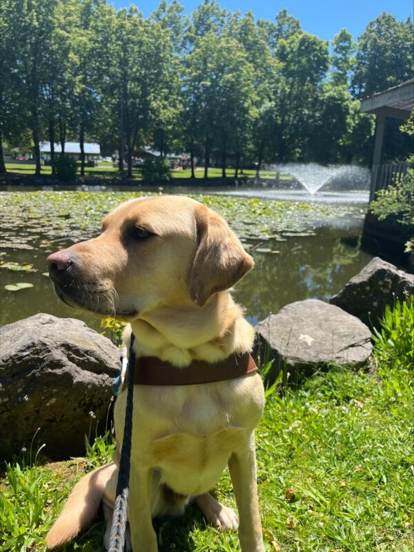 Gazpacho (a large yellow Labrador, male) is sitting in profile wearing his harness on a sunny day at a park. He is sitting on green grass with large rocks bordering a small pond in the background. In the pond is a water feature spraying and many Lilly pads floating atop the surface and trees in the distance.