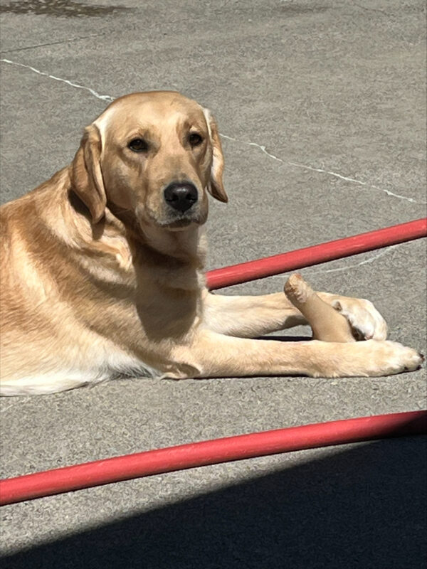 Roo (yellow Labrador/ Golden Retriever cross, female) is laying in the sun in community run facing directly to the camera with one eyebrow lifted. She is holding a partially chewed Nyla bone with her front feet and has a red hose laying on the ground on either side of her.
