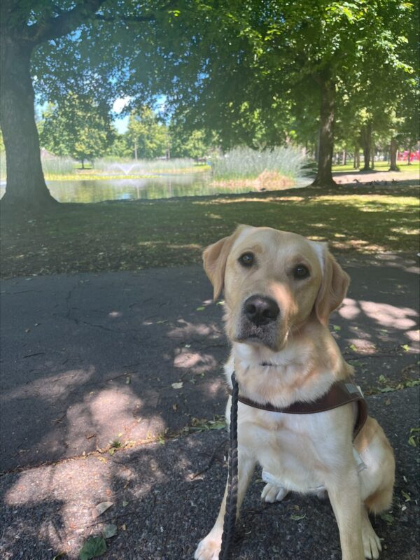 Roo (yellow Labrador/ Golden Retriever cross, female) is facing directly att he camera with her head slightly cocked while wearing her harness. She is sitting on a blacktop path in dappled shade in a park. In the background are several large trees and a small pond with a fountain and cattails. Under the tree behind Roo are the barely visible silhouettes of several ducks.