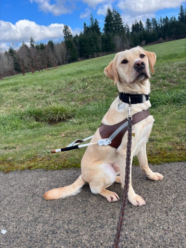 Anders (yellow, Labrador, male with a white spot and thin white strip running down from his forehead) is sitting in profile to the camera looking so handsome in his harness. He has his head up and his ears forward. In the background is a large green field with tall trees in the distance.