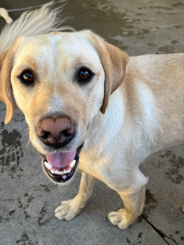 Anders (yellow, Labrador, male with a white spot and thin white strip running down from his forehead) is in community run and is staring directly at the camera with is eyes bright and a big smile on his face. In the background you can see a Nyla bone and the tip of the tail of one of his friends.