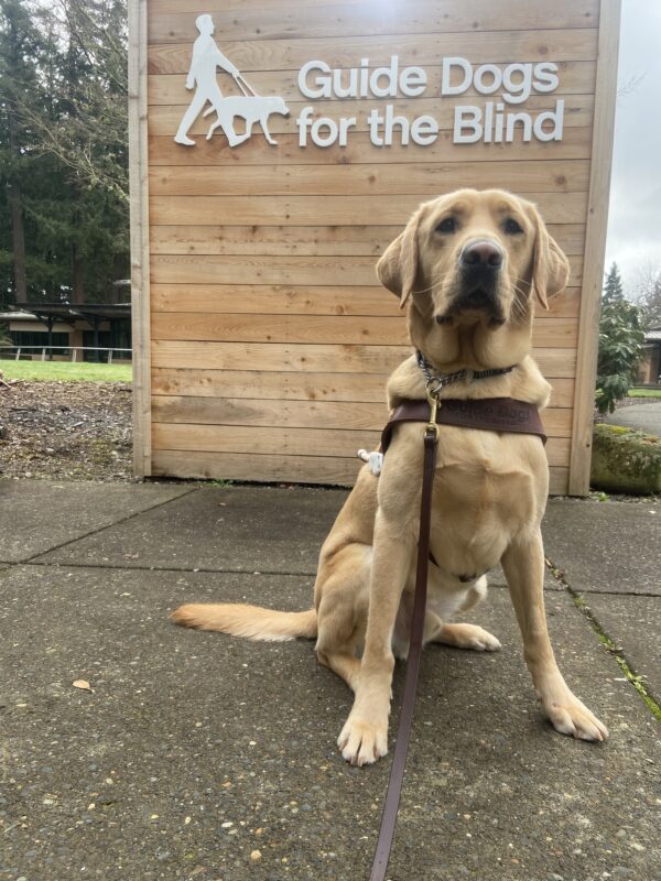 Alder, a yellow Labrador Retriever, is sitting in harness in front of a wood sign that reads 'Guide Dogs for the Blind' on the Oregon campus.