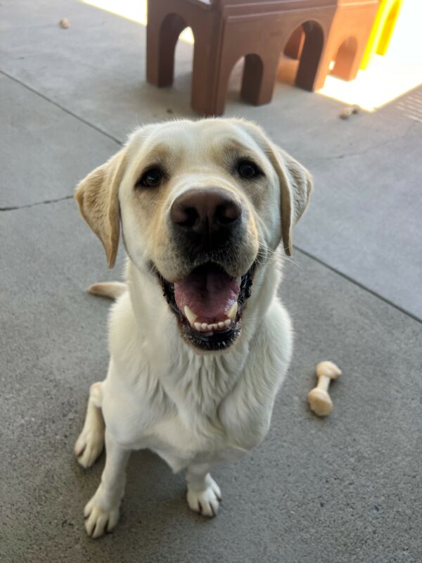 Alpine sits in community run with his mouth open and smiling as he stares innocently into the camera. In the background there are scattered Nylabones on the ground.