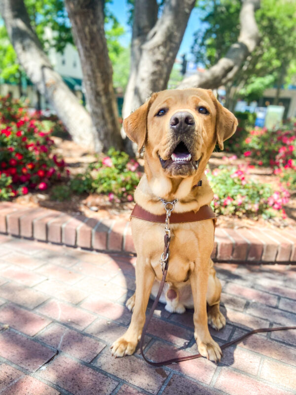 Cute Andrew sits in harness on a shady brick pathway downtown, smiling big at the camera