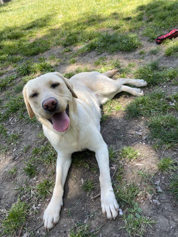 Apple lies in an enclosed grassy area after a good romp. She is sleepily looking at the camera with a wide, open mouth grin.