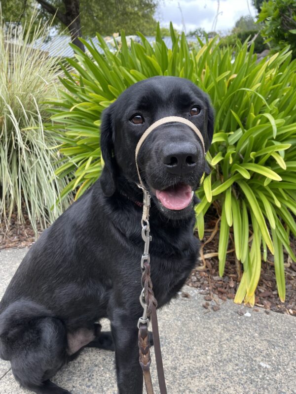 Aramis poses in front of green foliage while out on a walk. He is wearing a tan gentle leader and has an open mouth smile while looking directly at the camera.