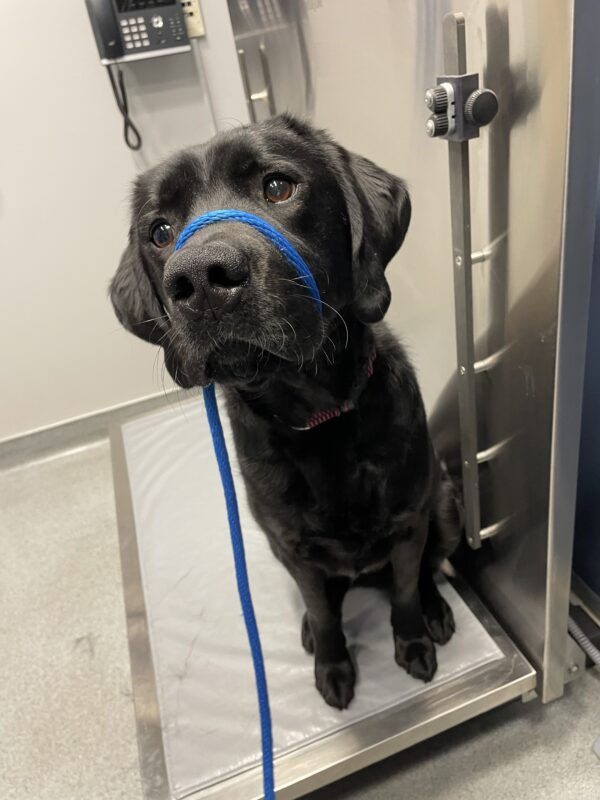 Aramis sits on a veterinary office scale while looking curiously at the camera. He is wearing a bright blue