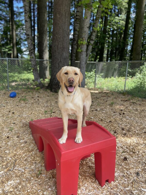 Arkin stands on top of a set of red play structure stairs inside a large fenced in play yard. His mouth is agape as he focuses on his primary handler. There are large trees surrounding him in the background and some blue sky and sunshine peeking through the trees.