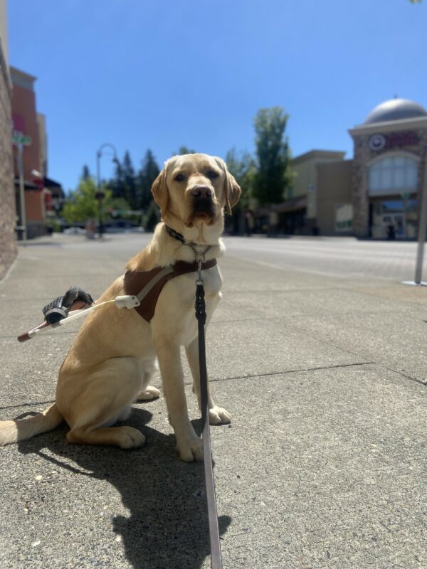 Arkin sits in the middle of a sidewalk in his guide dogs harness, staring intently at his primary handler. There is a city scape in the background with multiple store fronts and the sky is blue.