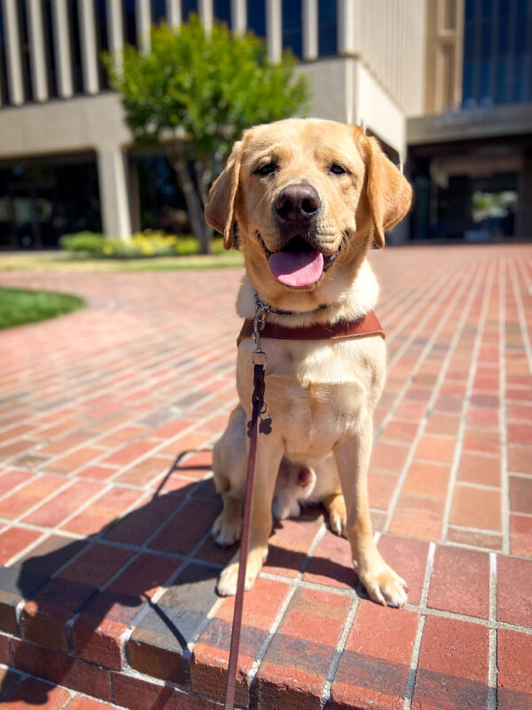 Smiley Arrow wears a harness and sits on a brick pathway downtown during his breeder assessment walk.